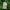 Mugwort Calming Mask 1pc